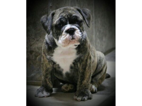 Victorian Bulldoge-DOG-Male-Brindle / White-16172-Petland Iowa City, Iowa