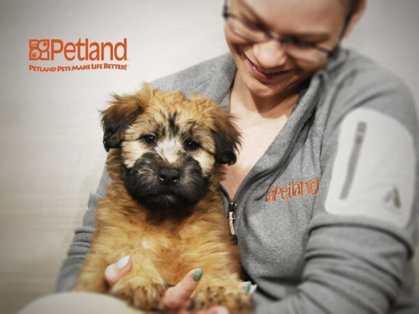 Soft Coated Wheaten Terrier DOG Female Wheaton 16174 Petland Iowa City, Iowa