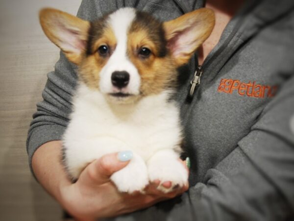 Pembroke Welsh Corgi DOG Male Tri-Colored 16171 Petland Iowa City, Iowa