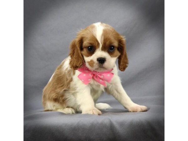 Cavalier King Charles Spaniel DOG Male blenheim 16187 Petland Iowa City, Iowa