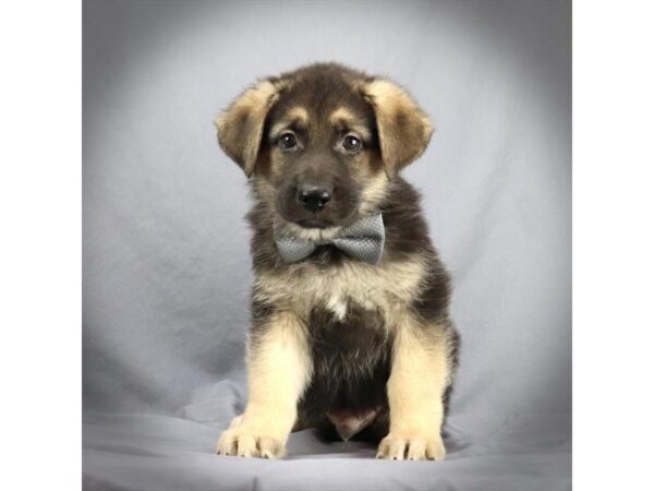 German Shepherd DOG Male Black and Tan 16188 Petland Iowa City, Iowa