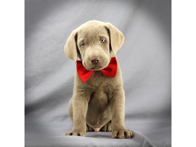 Labrador Retriever Dog Male silver 16189