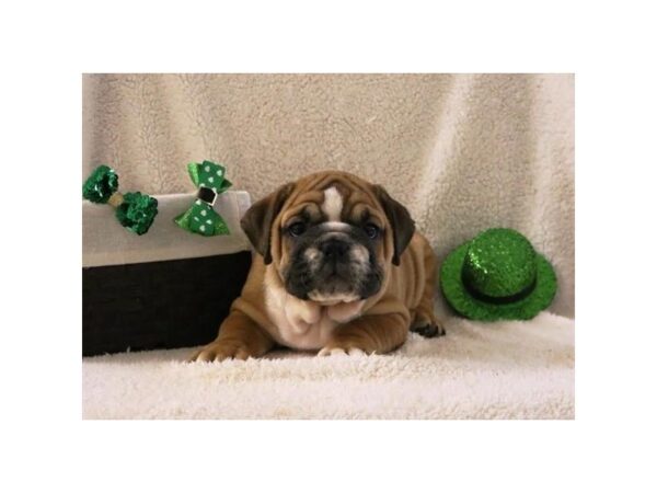 Bulldog DOG Male Red / White 16190 Petland Iowa City, Iowa