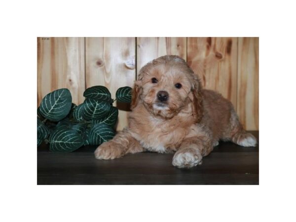 Goldendoodle Mini 2nd Gen DOG Female Apricot 16194 Petland Iowa City, Iowa