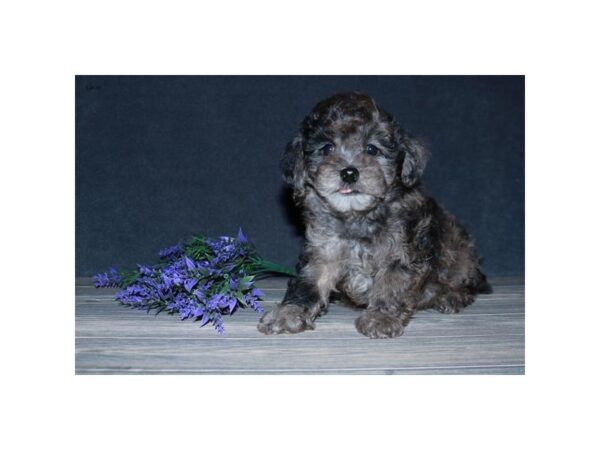 Poodle DOG Male Chocolate Merle 16192 Petland Iowa City, Iowa