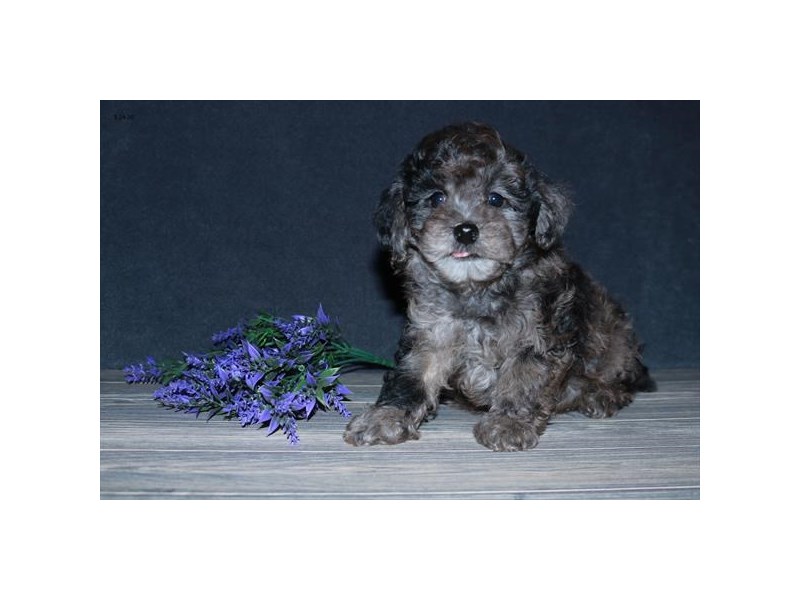 Poodle Dog Male Chocolate Merle 16192