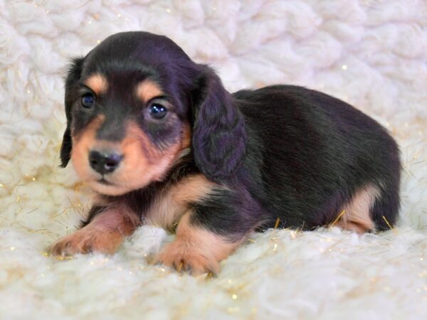 Dachshund DOG Male Black / Tan 16191 Petland Iowa City, Iowa