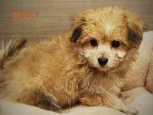 Bichon Frise / Pomeranian-DOG-Male--16177-Petland Iowa City, Iowa