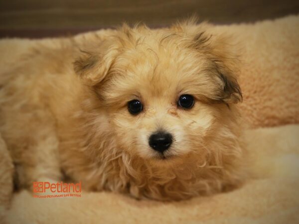 Bichon Frise / Pomeranian-DOG-Female--16178-Petland Iowa City, Iowa