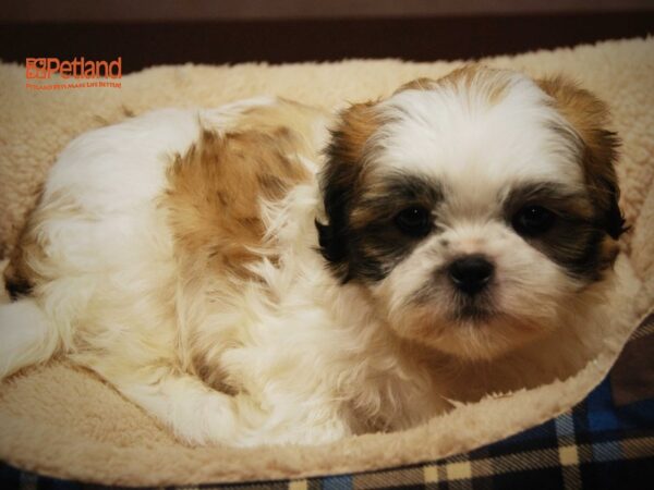 Shih Tzu DOG Male 16175 Petland Iowa City, Iowa