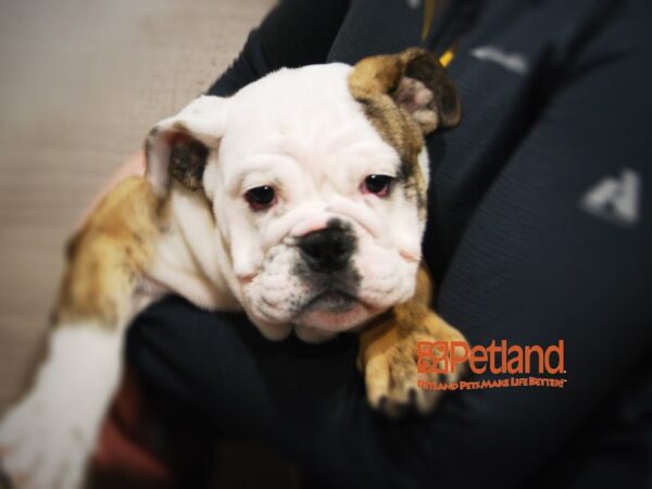 English Bulldog DOG Female Brindle with white markings 16181 Petland Iowa City, Iowa