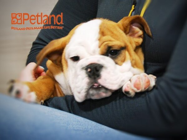 English Bulldog DOG Male Red/White 16182 Petland Iowa City, Iowa