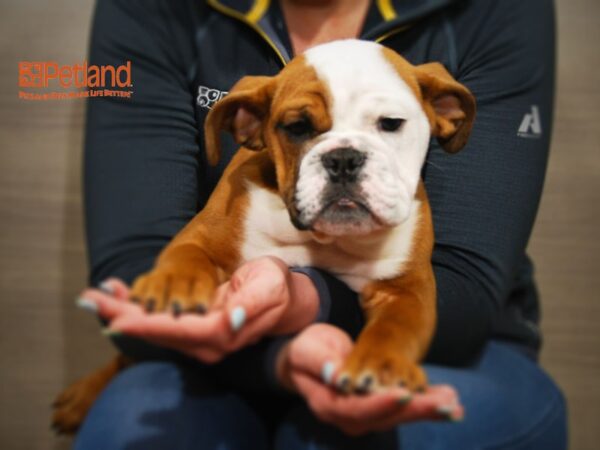 English Bulldog DOG Male Red/White 16183 Petland Iowa City, Iowa