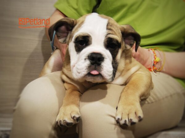 English Bulldog DOG Male light brown&White 16184 Petland Iowa City, Iowa