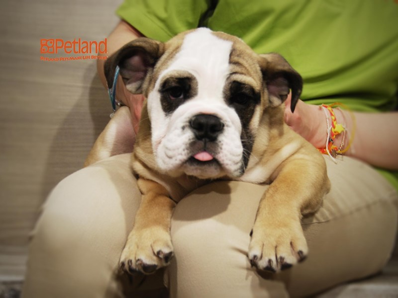 English Bulldog Dog Male light brown&White 16184