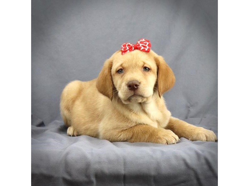 Labrador Retriever Dog Female Yellow 16206