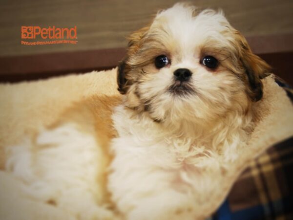 Shih Tzu/Maltese DOG Male 16186 Petland Iowa City, Iowa