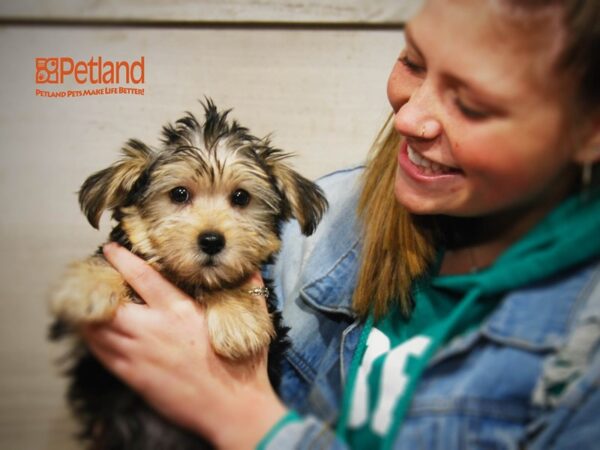 Morkie DOG Male Black & Brown 16185 Petland Iowa City, Iowa