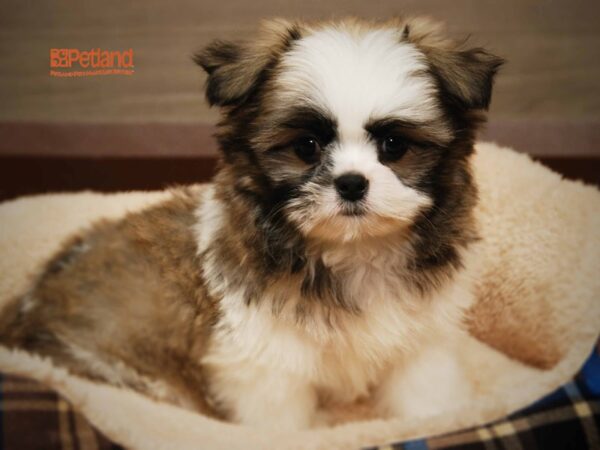 Shih Tzu DOG Male 16203 Petland Iowa City, Iowa