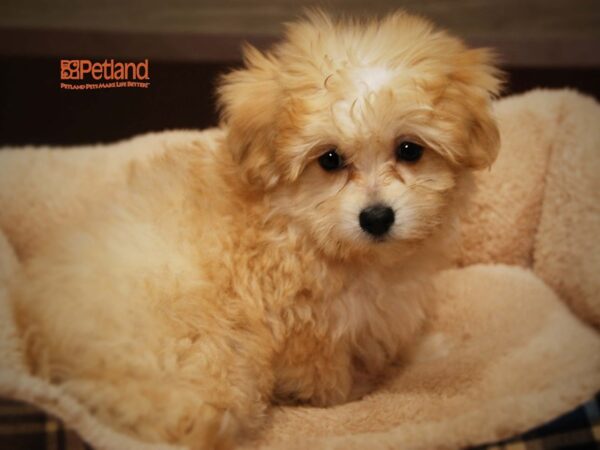 Bichon Frise / Pomeranian-DOG-Female--16205-Petland Iowa City, Iowa