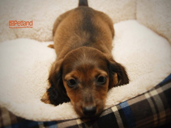 Dachshund DOG Male Red/Black 16200 Petland Iowa City, Iowa