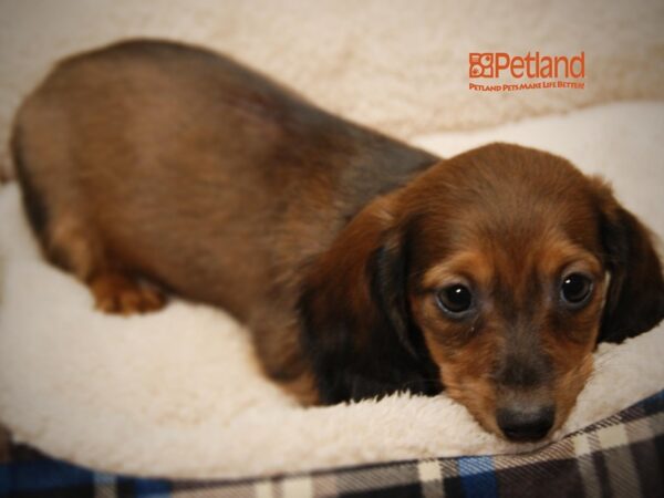 Dachshund DOG Male Red/Black 16201 Petland Iowa City, Iowa