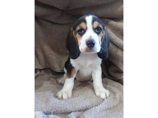 Beagle DOG Male Black White / Tan 16208 Petland Iowa City, Iowa