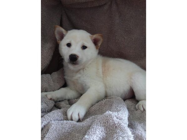 Shiba Inu DOG Male Cream 16209 Petland Iowa City, Iowa