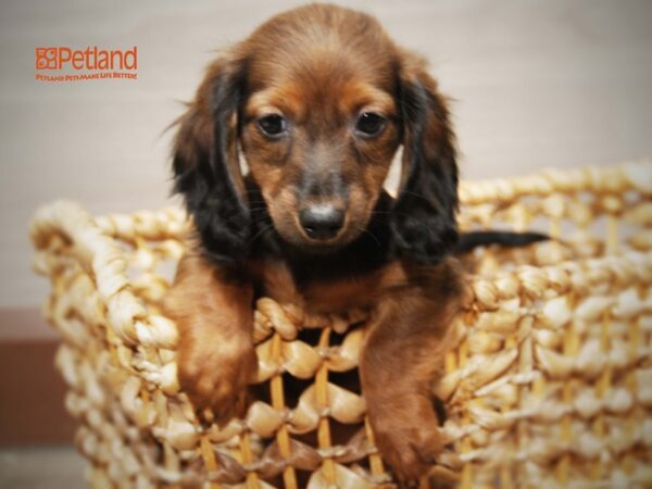 Dachshund DOG Male Red/Black 16202 Petland Iowa City, Iowa