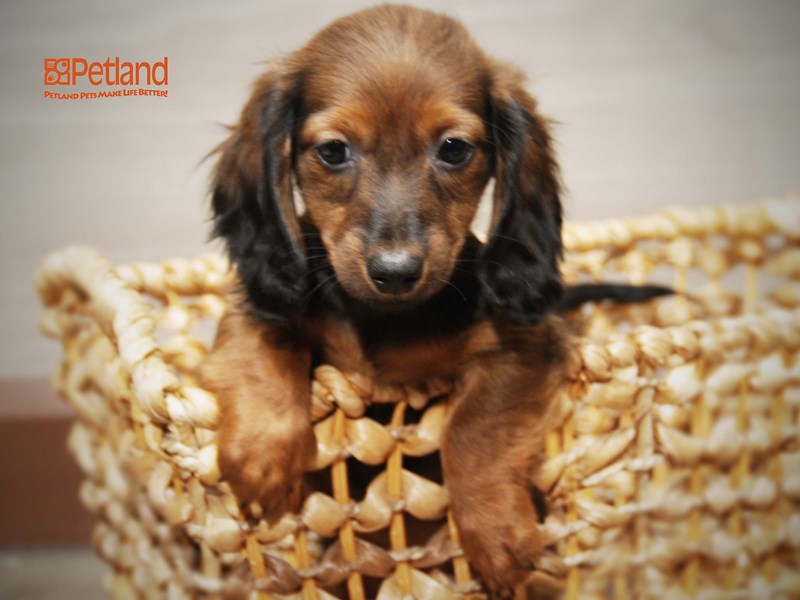 Dachshund Dog Male Red/Black 16202