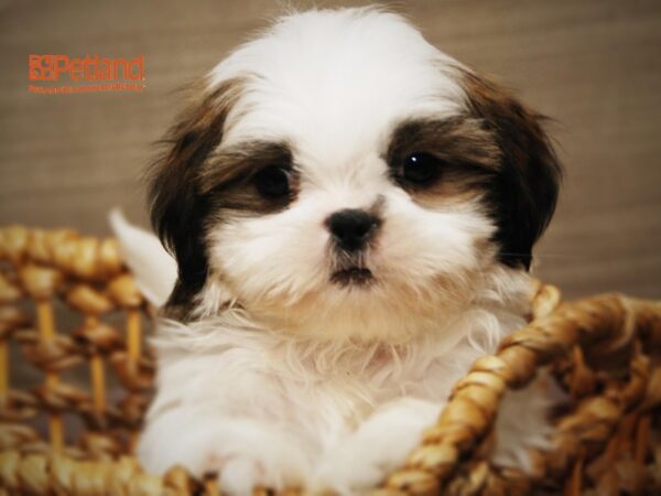 Shih Tzu DOG Male 16204 Petland Iowa City, Iowa