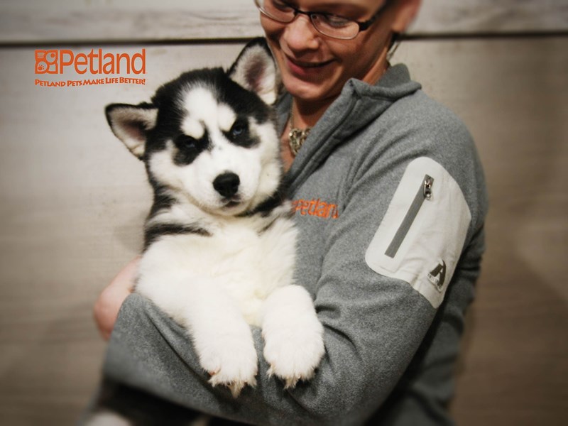 Siberian Husky Dog Male Black / White 16193
