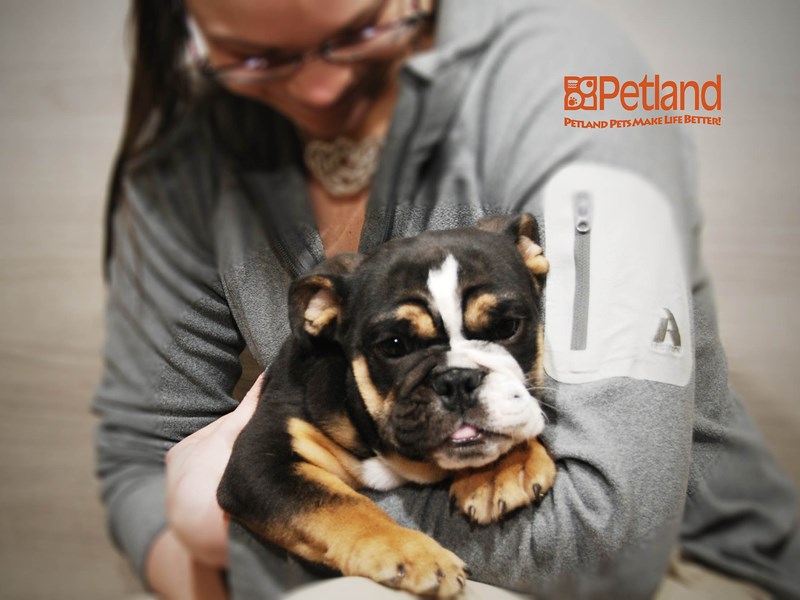 English Bulldog Dog Male Tri Color 16197
