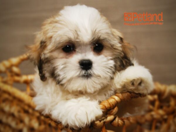 Shih Tzu/Maltese DOG Male Red/White 16198 Petland Iowa City, Iowa