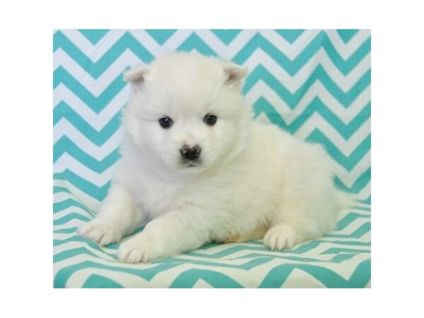 American Eskimo DOG Male White 16210 Petland Iowa City, Iowa