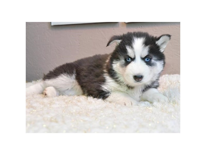 Siberian Husky Dog Female Black / White 16218