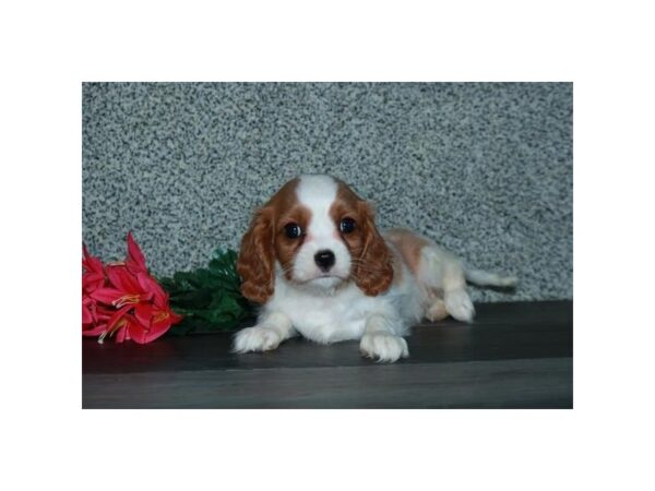 Cavalier King Charles Spaniel DOG Female Blenheim 16212 Petland Iowa City, Iowa