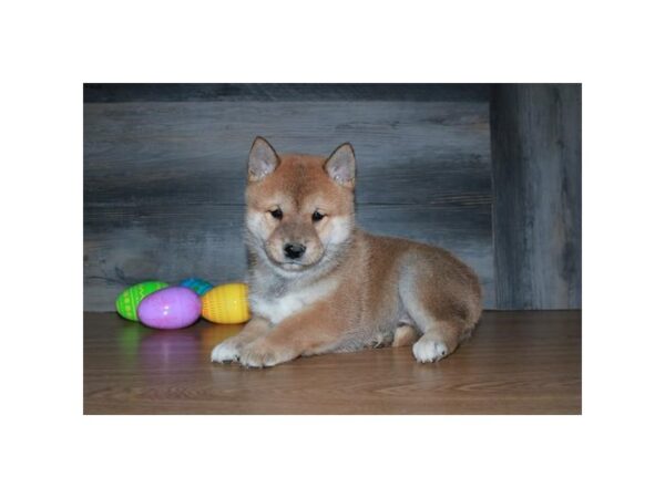 Shiba Inu DOG Male Red 16216 Petland Iowa City, Iowa