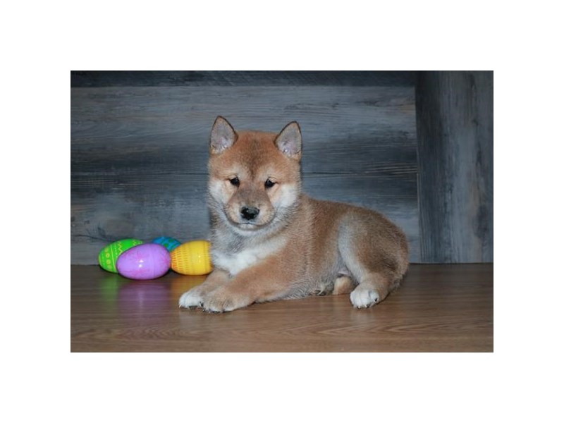 Shiba Inu Dog Male Red 16216