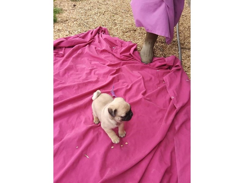 Pug Dog Male dark fawn 16229