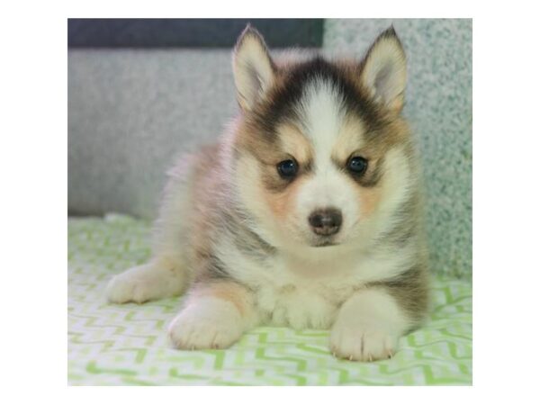 Pomsky DOG Male Gray / White 16231 Petland Iowa City, Iowa