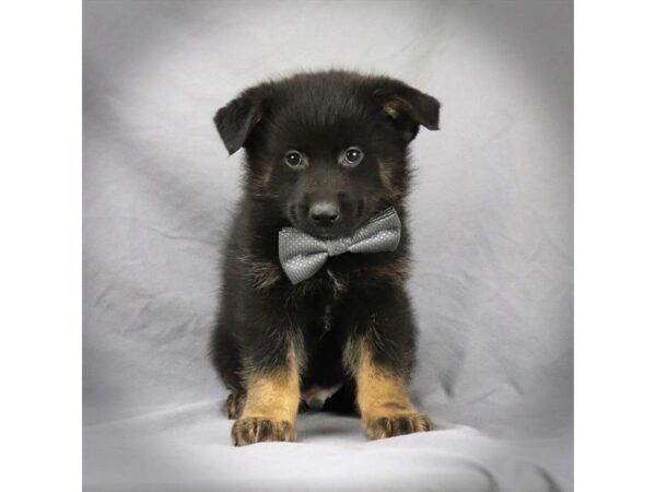 MINI GERMAN SHEPHERD DOG Male Black and Tan 16236 Petland Iowa City, Iowa