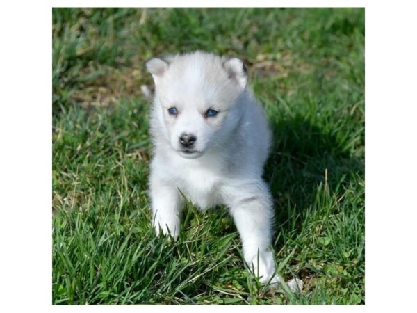 American Eskimo Dog/Siberian Husky DOG Female Agouti / White 16251 Petland Iowa City, Iowa