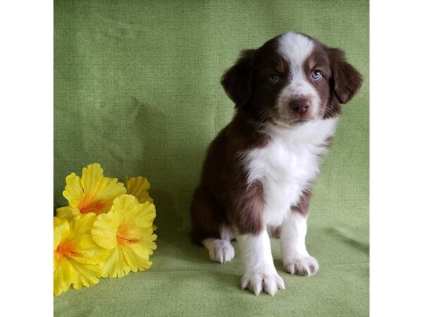 Australian Shepherd DOG Female Chocolate 16244 Petland Iowa City, Iowa