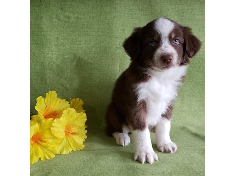 Australian Shepherd Dog Female Chocolate 16244