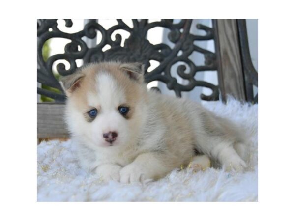 Pomsky DOG Male Agouti / White 16252 Petland Iowa City, Iowa