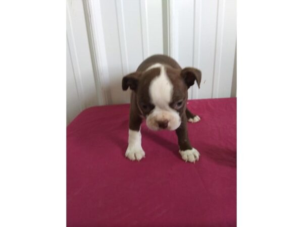 Boston Terrier DOG Female Red / White 16246 Petland Iowa City, Iowa