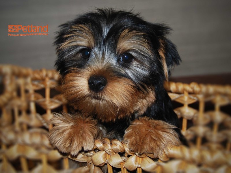 Yorkshire Terrier Dog Male Black & Tan 16243