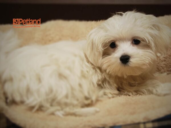 Maltese DOG Male White 16242 Petland Iowa City, Iowa