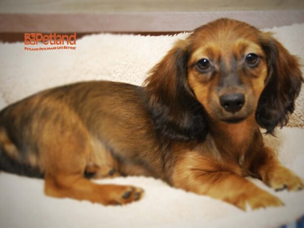 Dachshund DOG Female Red/Black 16224 Petland Iowa City, Iowa